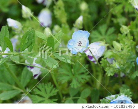 Moist and wet nemophila after the rain 101822490