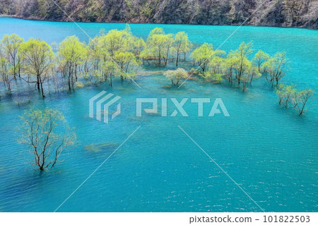 樹森湖沈水森林 101822503