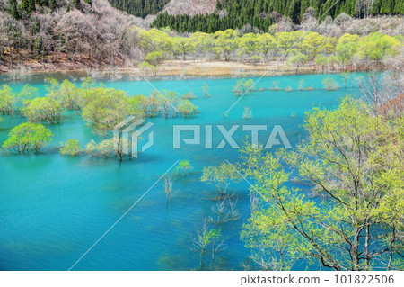 Submerged forest of Lake Shusen Submerged forest of Lake Shusen 101822506