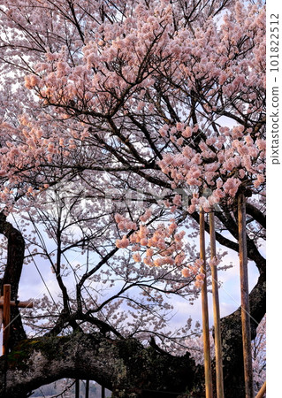 Takayama Kamishiro 101822512