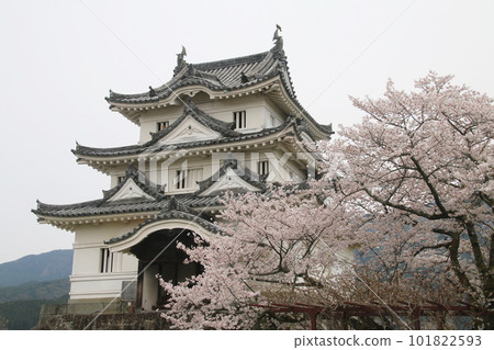 宇和島城、櫻花和天守閣(愛媛縣宇和島市) 宇和島城、櫻花和天守閣(愛媛縣宇和島市) 101822593