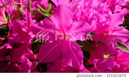 沐浴在傍晚陽光下的杜鵑花 沐浴在傍晚陽光下的杜鵑花 101822670