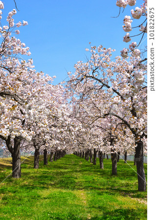 櫻花樹 千曲川 河川公園 Sakurazutsumi 櫻花樹 千曲川 河川公園 Sakurazutsumi 101822675