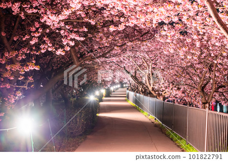 《Shizuoka Prefecture》 Kawazu Cherry Blossom Light Up・Kawazu Town 101822791