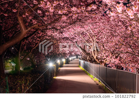 《Shizuoka Prefecture》 Kawazu Cherry Blossom Light Up・Kawazu Town 《Shizuoka Prefecture》 Kawazu Cherry Blossom Light Up・Kawazu Town 101822792