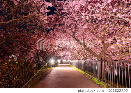 《靜岡縣》川津櫻花照亮・川津町 101822795