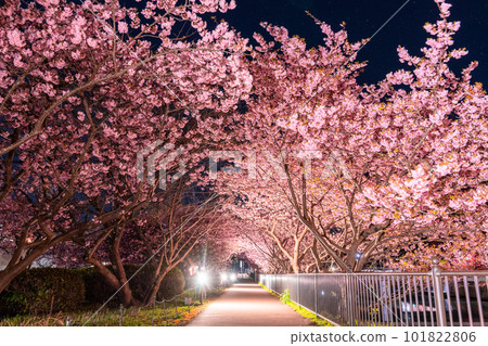 《靜岡縣》川津櫻花照亮・川津町 101822806