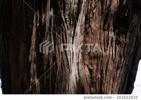 Close-up image of tree trunk Close-up image of tree trunk 101822810