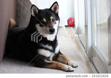 Kuroshiba basking in the sun at his favorite place 101822826