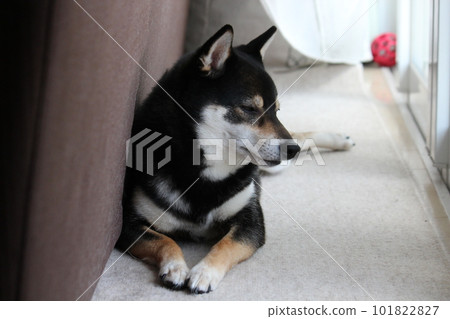 Kuroshiba basking in the sun at his favorite place Kuroshiba basking in the sun at his favorite place 101822827