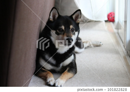 Kuroshiba basking in the sun at his favorite place Kuroshiba basking in the sun at his favorite place 101822828