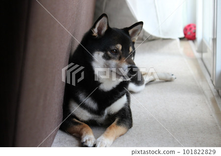 Kuroshiba basking in the sun at his favorite place 101822829