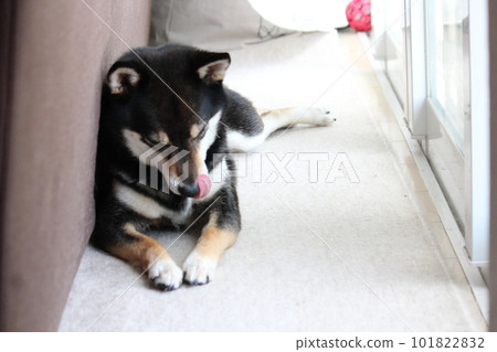 Kuroshiba basking in the sun at his favorite place 101822832