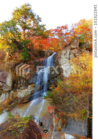 Omoshiroyama Momijigawa Valley Autumn Leaves Yellow Leaves 101822845