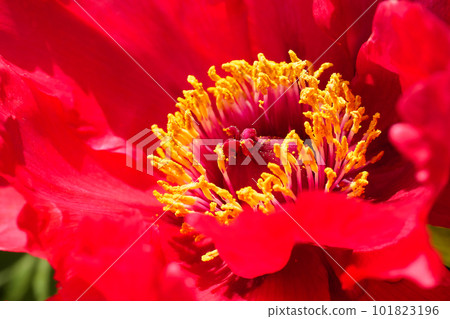 red and yellow contrast 101823196