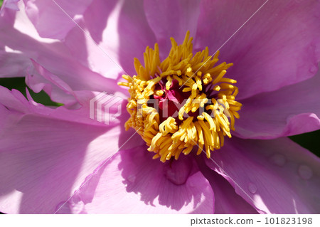 整齊的牡丹 101823198