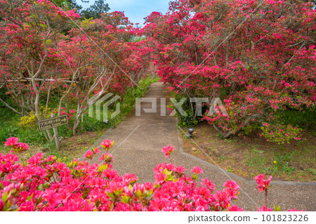 小室山公園 約10萬株杜鵑花,鮮紅色的杜鵑花地毯,伊東市 小室山公園 約10萬株杜鵑花,鮮紅色的杜鵑花地毯,伊東市 101823226