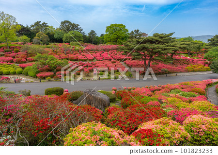 小室山公園 約10萬株杜鵑花,鮮紅色的杜鵑花地毯,伊東市 小室山公園 約10萬株杜鵑花,鮮紅色的杜鵑花地毯,伊東市 101823233
