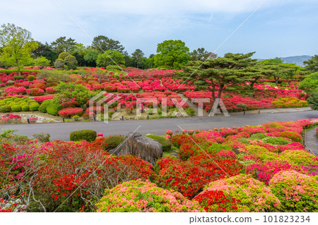 小室山公園 約10萬株杜鵑花，鮮紅色的杜鵑花地毯，伊東市 101823234