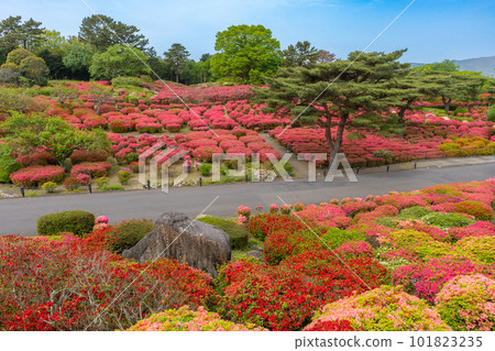 小室山公園 約10萬株杜鵑花，鮮紅色的杜鵑花地毯，伊東市 101823235