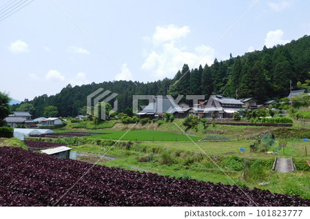 Akashiso Batake, Ohara, Kyoto Akashiso Batake, Ohara, Kyoto 101823777