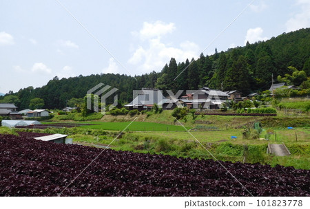 Akashiso Batake, Ohara, Kyoto Akashiso Batake, Ohara, Kyoto 101823778