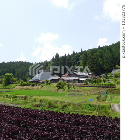 Akashiso Batake, Ohara, Kyoto Akashiso Batake, Ohara, Kyoto 101823779