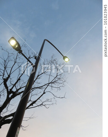 Looking up at the twilight sky and street lights 101823945