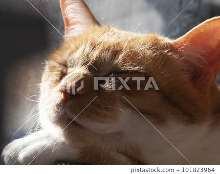 Cat basking in the sun 101823964