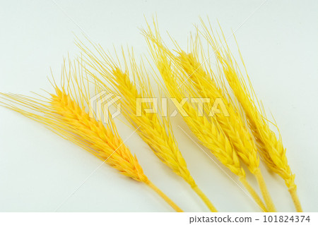 Ears of wheat on a white background Ears of wheat on a white background 101824374