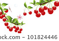 櫻花樹和櫻花水平樣式背景材料 101824446
