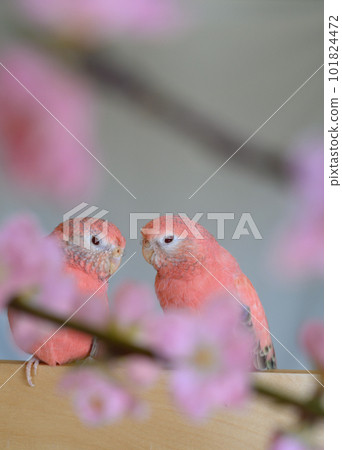 Akikuninco 101824472