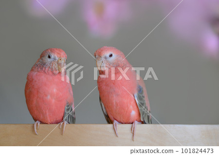 Akikuninco 101824473