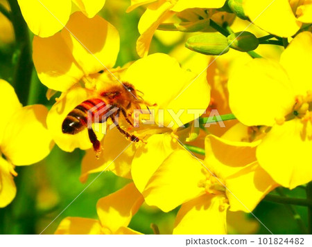 油菜花和蜜蜂 油菜花和蜜蜂 101824482