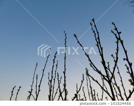 日落時向漸變天空伸展的樹枝剪影 日落時向漸變天空伸展的樹枝剪影 101824488