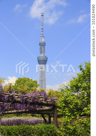 龜戶天神紫藤和東京晴空塔 龜戶天神紫藤和東京晴空塔 101824490