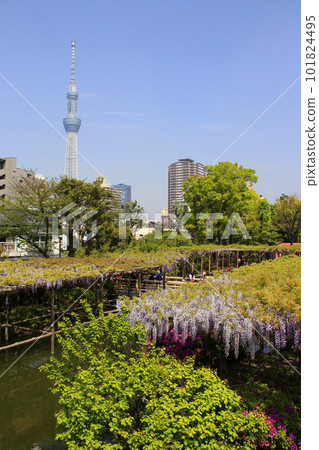 Kameido Tenjin wisteria and Tokyo Skytree 101824495