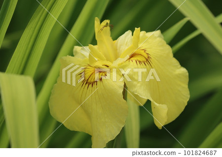 絢麗的色彩打造迷人外觀的花紙 絢麗的色彩打造迷人外觀的花紙 101824687