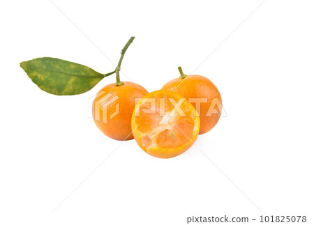 kumquat orange that placed on white background 101825078