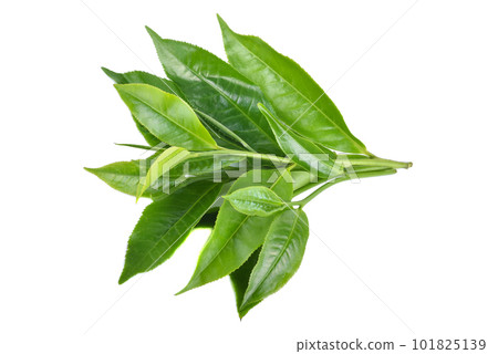 tea leaf on white background tea leaf on white background 101825139