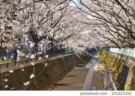 神奈川縣川崎市阿蘇川沿岸的櫻花樹 神奈川縣川崎市阿蘇川沿岸的櫻花樹 101825202