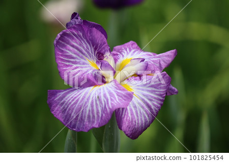 Flowers that vividly color early summer-5 Flowers that vividly color early summer-5 101825454
