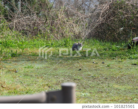 The new cat is waiting for the turn of rice 101825501
