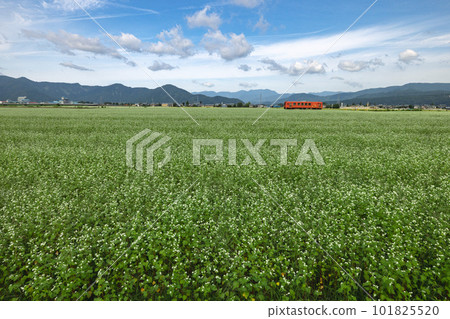 Etsumi North Line and buckwheat field Etsumi North Line and buckwheat field 101825520