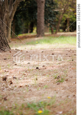 Pinecone Pinecone 101825896