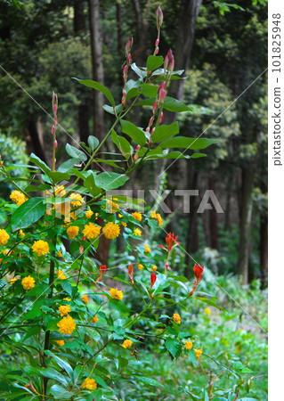 Yellow flowers blooming in the forest in the park 101825948