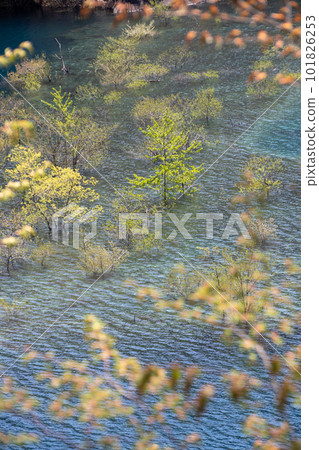 Fresh green Lake Okushima, Nakanojo Town, Gunma Prefecture 101826253