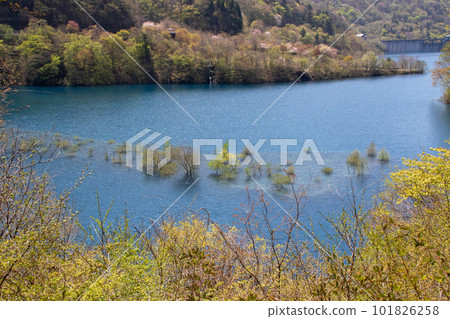 群馬縣中之條町的新綠奧島湖 101826258