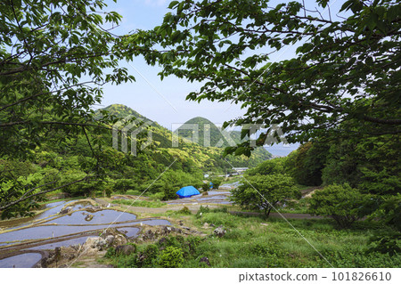 伊豆半島石部的梯田（春季） 101826610