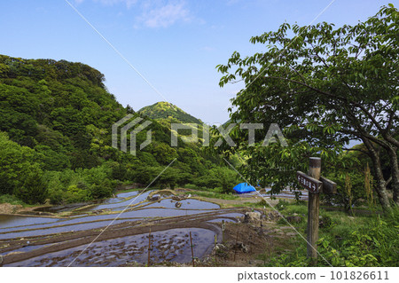 伊豆半島石部的梯田（春季） 101826611